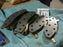 DODGE NAPA MS-7019 BRAKE PADS AE7019E D123 D269